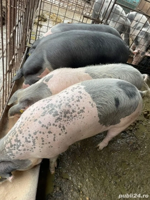 porci de vanzare 