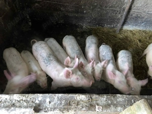 Vând purcei 12 săptămîni  - imagine 2