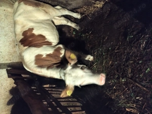 De vânzare o vitea de 8 luni - imagine 2