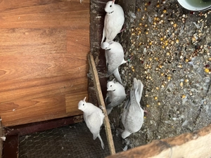 Turturele cucuruzi  - imagine 2