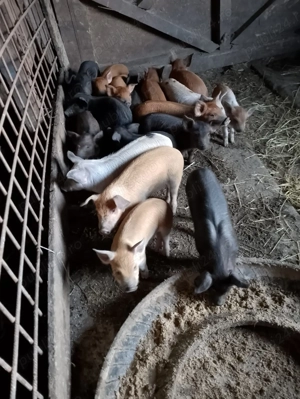 17 bucati de 6 saptamani disponibili 