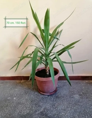 De vânzare plante apartament 