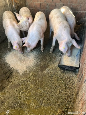 vand porci pentru sacrificat