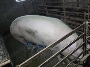 Porc de vanzare 350 kg - imagine 3