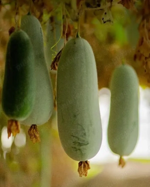 Vand dovleac de ceara