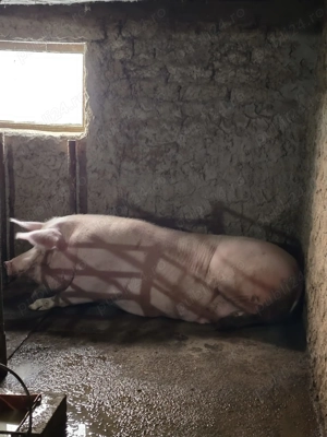 Porc de vanzare 350 kg - imagine 2