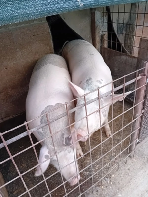 Porci de carne - imagine 3 Porci de carne - imagine 3