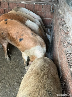 vand porci pentru sacrificat - imagine 3