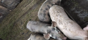 Purcei rasa Pietrain 