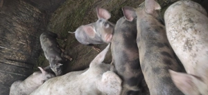 Purcei rasa Pietrain  - imagine 2