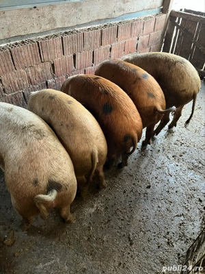 vand porci pentru sacrificat - imagine 2