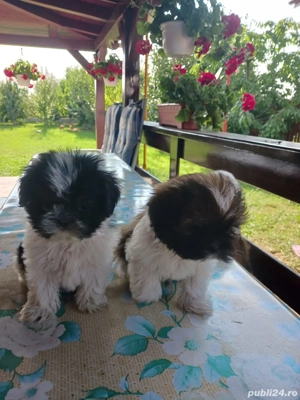 cățeii Shih-tzu 