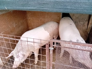 Porci de carne - imagine 2 Porci de carne - imagine 2