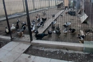 De vânzareRațe leșești