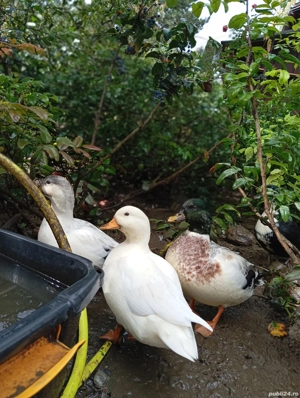 Rațe pitice olandeze 