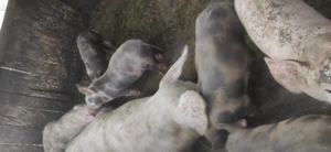 Purcei rasa Pietrain  - imagine 3