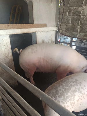 perci 90. ...350 - imagine 3