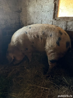 porci de vânzare - imagine 2