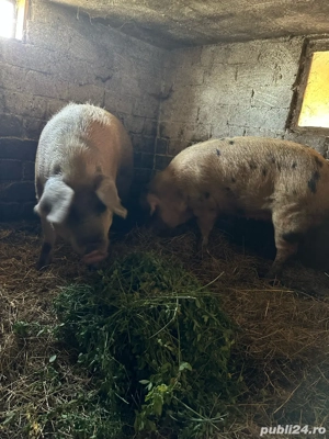 porci de vânzare - imagine 3