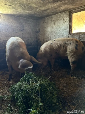 porci de vânzare - imagine 5