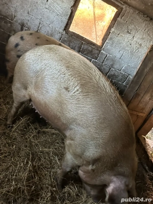 porci de vânzare - imagine 4