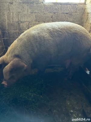 Vând Porci - imagine 2