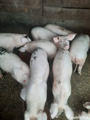 Porci de vanzare 17 lei KG
