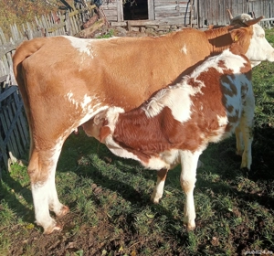 De vânzare vacă cu vițea!