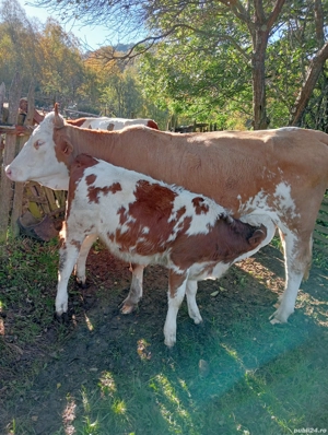 De vânzare vacă cu vițea! - imagine 2