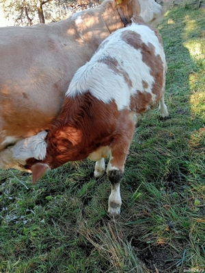 De vânzare vacă cu vițea! - imagine 4