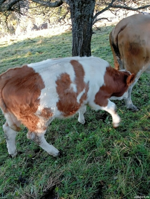 De vânzare vacă cu vițea! - imagine 3