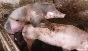 vier pietren  pentru montă