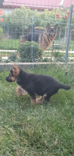 Cățeluși ciobănesc german