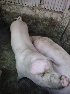 Vand porc & purcei 6 saptamani