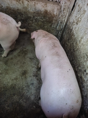 Vand porc & purcei 6 saptamani - imagine 3 Vand porc & purcei 6 saptamani - imagine 3