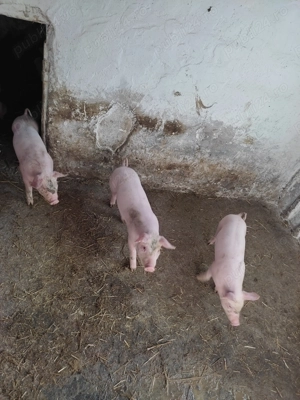 Vand porc & purcei 6 saptamani - imagine 2 Vand porc & purcei 6 saptamani - imagine 2