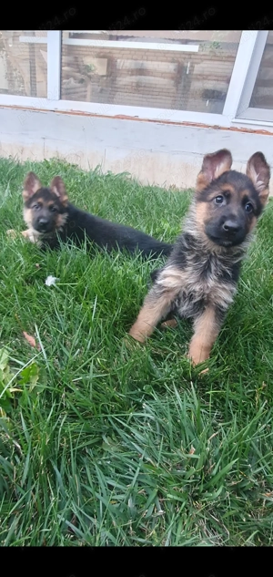 Cățeluși ciobănesc german - imagine 3