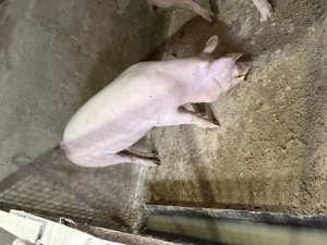 Porci de vanzare - imagine 2 Porci de vanzare - imagine 2