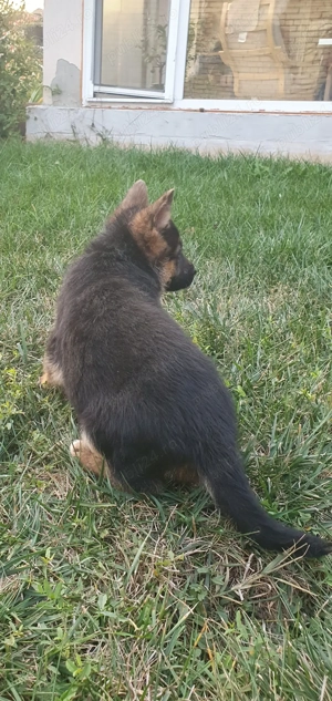 Cățeluși ciobănesc german - imagine 4