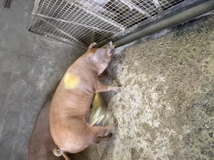 Porci de vanzare - imagine 4 Porci de vanzare - imagine 4