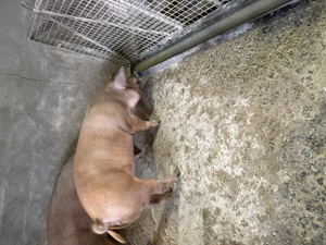 Porci de vanzare - imagine 3 Porci de vanzare - imagine 3