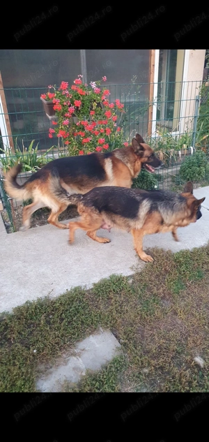 Cățeluși ciobănesc german - imagine 5