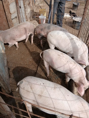 Porci și purcei diferite rase  - imagine 3