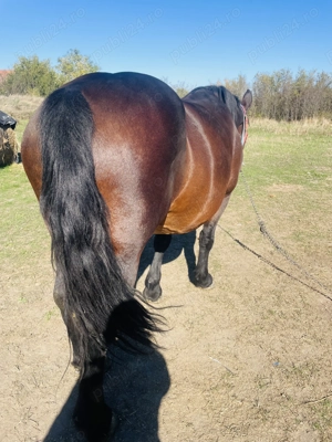 Vand Iapa semimurana gestanta si manz - imagine 4