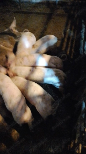 Purcei de vânzare  - imagine 3