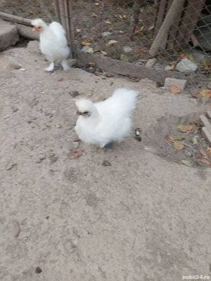 Vand pui matase japonez 