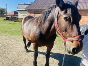 Vand Iapa semimurana gestanta si manz - imagine 2