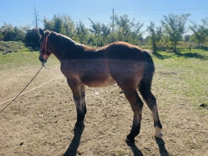 Vand Iapa semimurana gestanta si manz - imagine 3