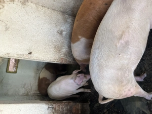 Vând porci de Crăciun - imagine 2