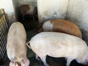 Vând porci de Crăciun - imagine 3